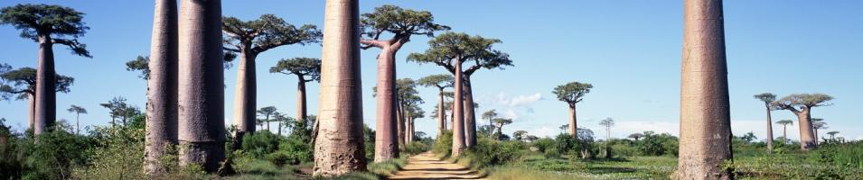 The Alley of Baobabs